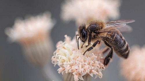 Mellifera e. V. unterstützen!