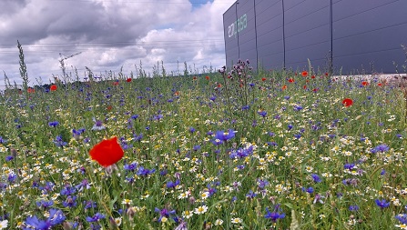 Blumenwiese